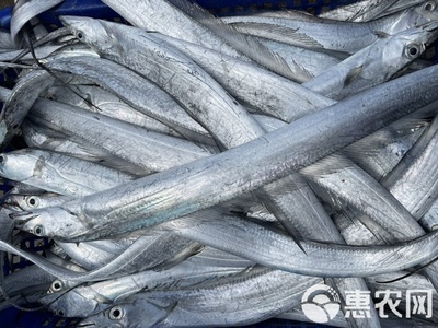 【冰鮮帶魚】A帶 當(dāng)天靠岸 全國可發(fā) 漁船直供凍帶魚帶魚段